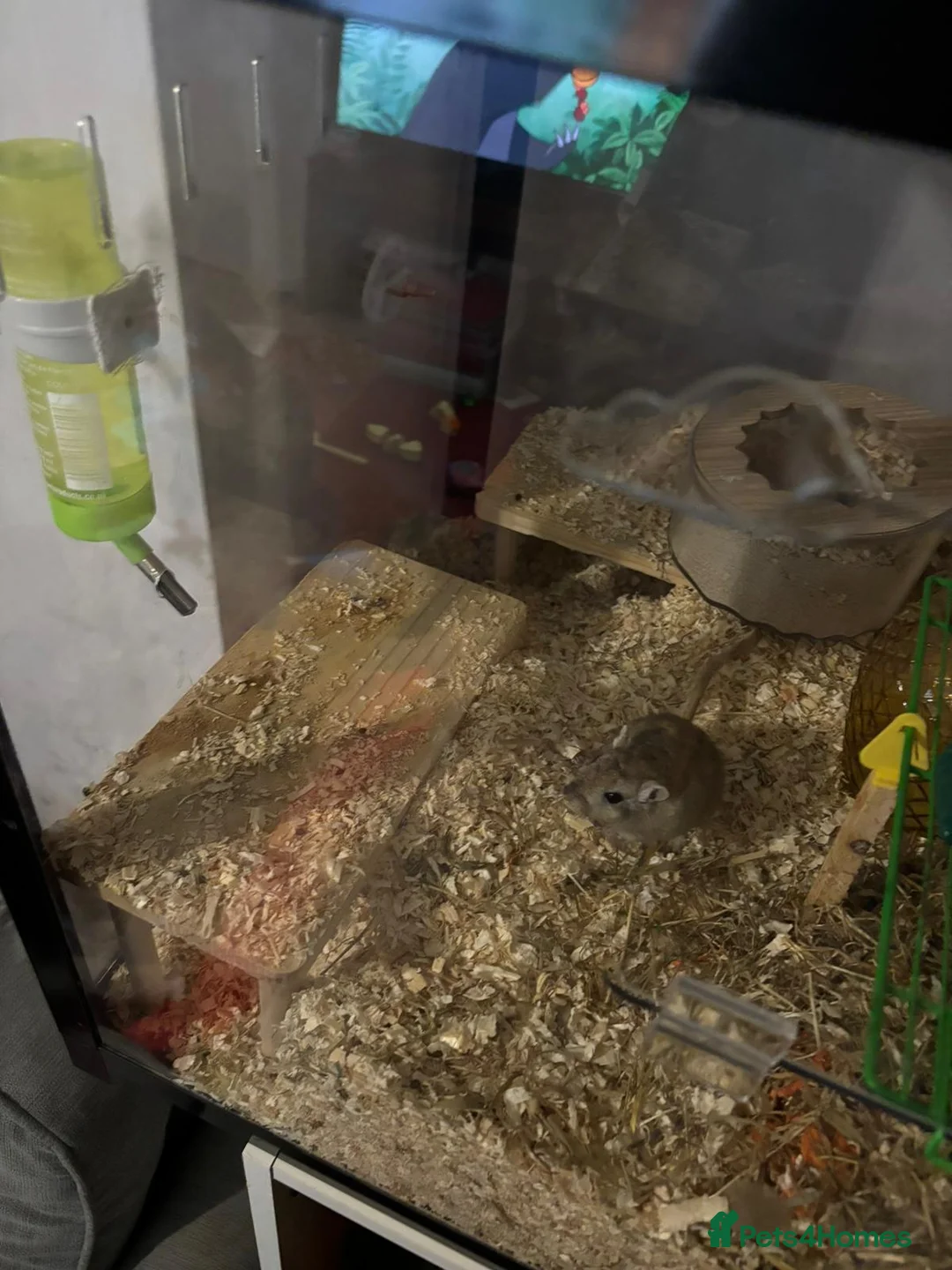 Gerbil rodents for sale: 2 boy gerbils  in Hartlepool - Advert 8
