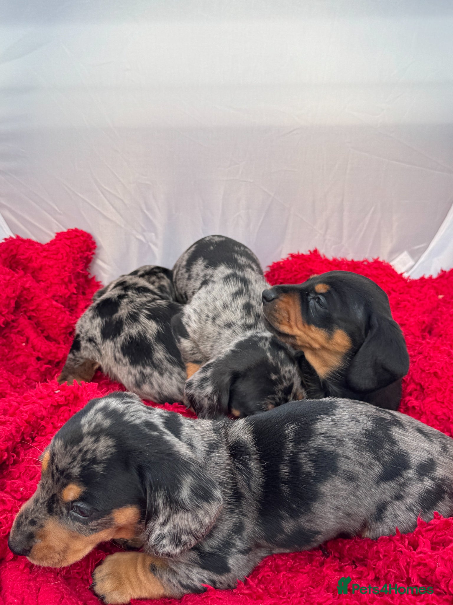 Miniature Dachshund dogs Miniature Dachshund Puppies, KC reg - Advert 1