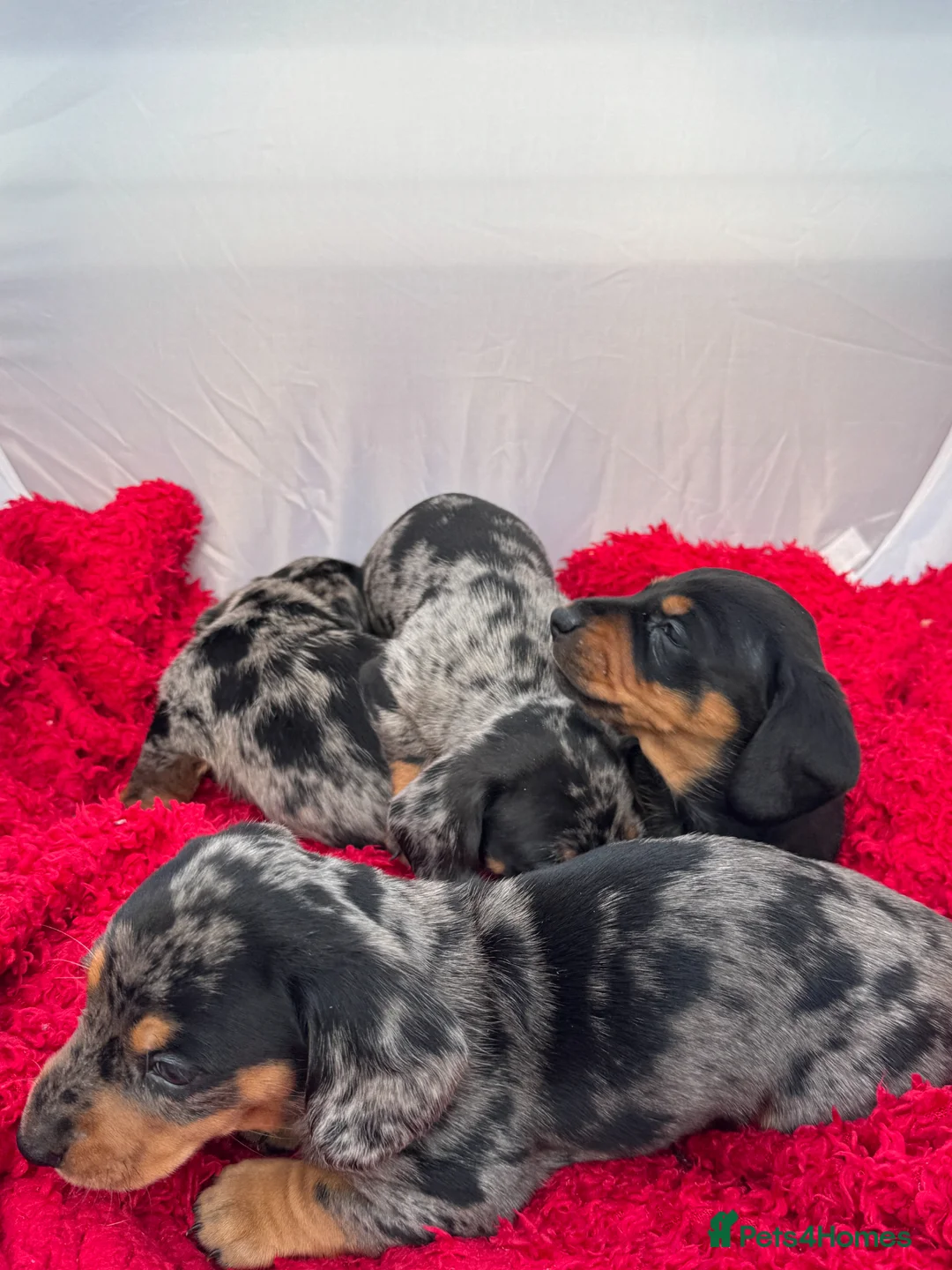 Miniature Dachshund dogs for sale: Miniature Dachshund Puppies, KC reg in Salford - Advert 1