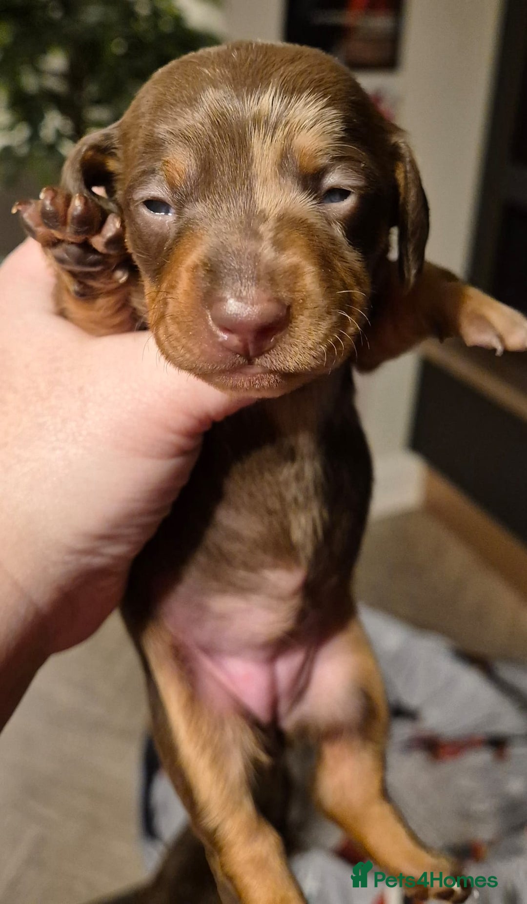 Miniature Dachshund dogs for sale: KC Miniature Dachshund Puppies - Advert 10