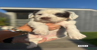 English Springer Spaniel dogs - Advert 2