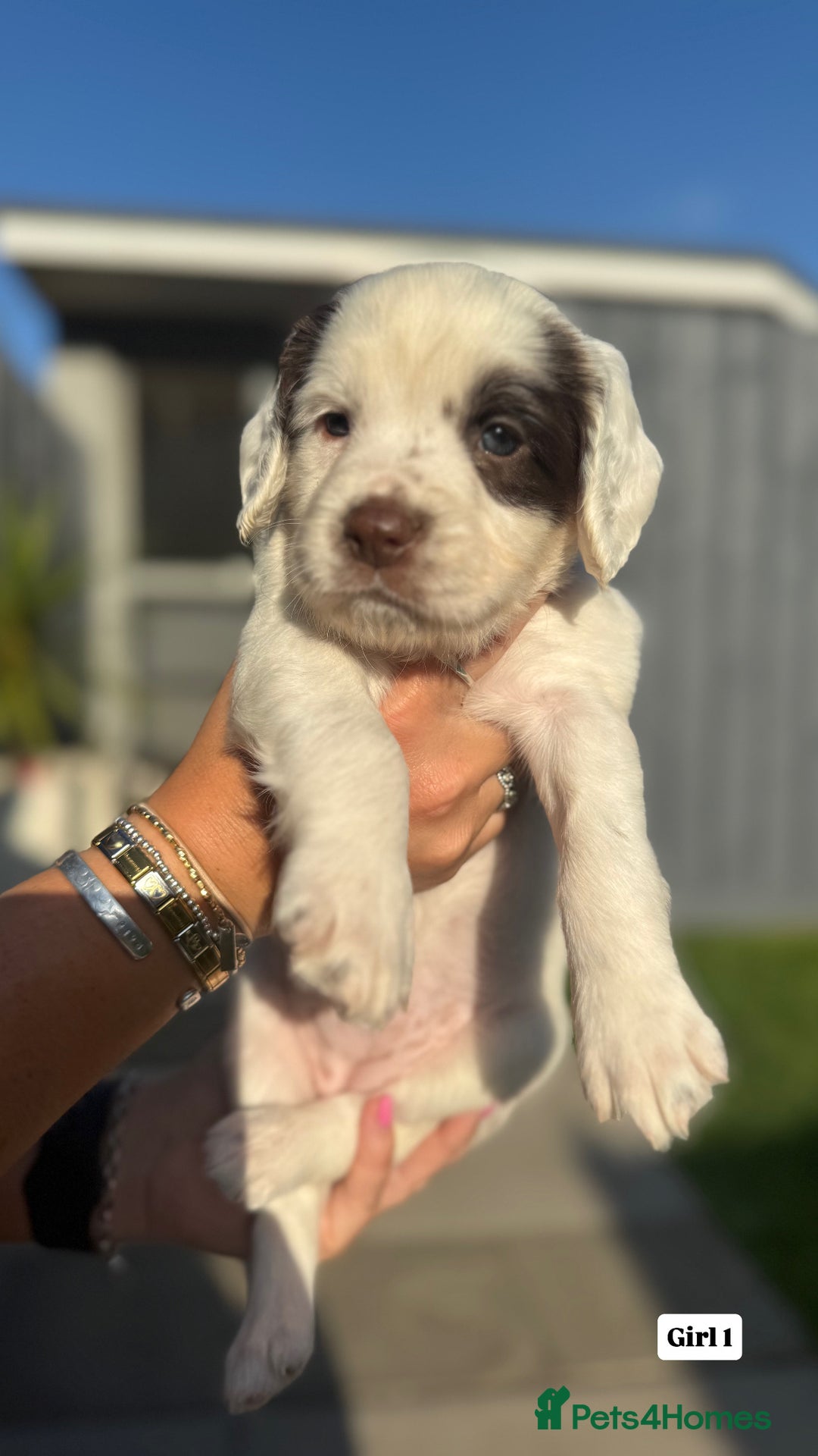 English Springer Spaniel dogs for sale: ✨ Working English Springer Spaniel Puppies ✨ - Image 3