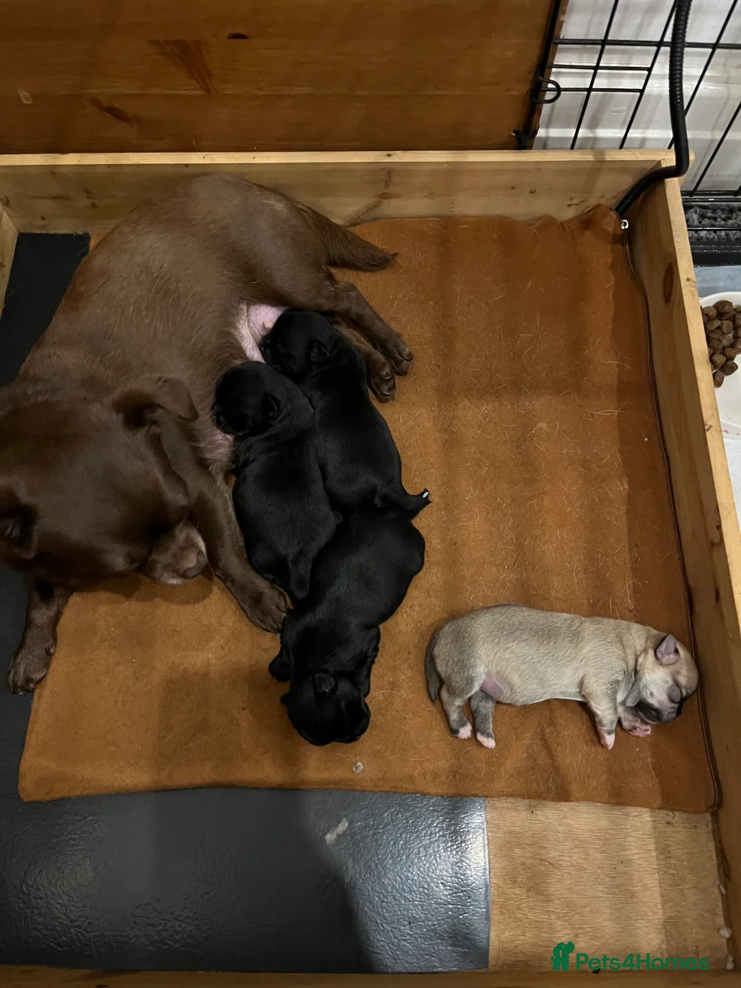 Mixed Breed dogs for sale: Malchi pups available  - Advert 13