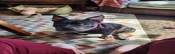 German Shepherd dogs for sale: Female gsd and pocket bully for sale  in Mansfield - Advert 8