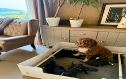 Spanish Water Dog dogs for sale: Spanish Water Dog Puppies  - Image 6