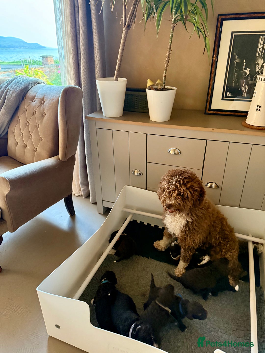 Spanish Water Dog dogs for sale: Spanish Water Dog Puppies  - Image 6