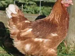 Mixed Breed birds warren hens x 2 - Advert 5