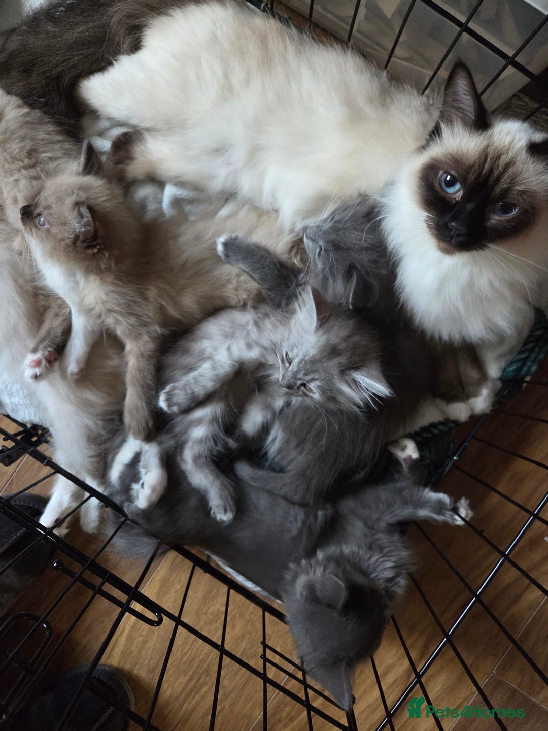 Ragdoll cats for sale: Beautiful ragdoll kittens for sale  - Advert 1