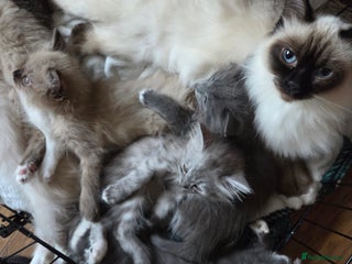 Ragdoll cats Beautiful ragdoll kittens for sale - Advert 9