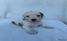 Cocker Spaniel dogs for sale: Beautiful kc registered cockerspaniel puppies  - Image 5