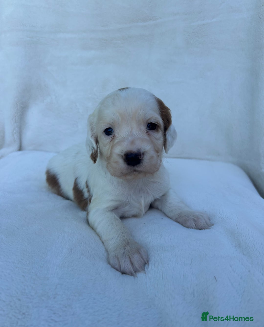 Cocker Spaniel dogs for sale: Beautiful kc registered cockerspaniel puppies  - Image 5