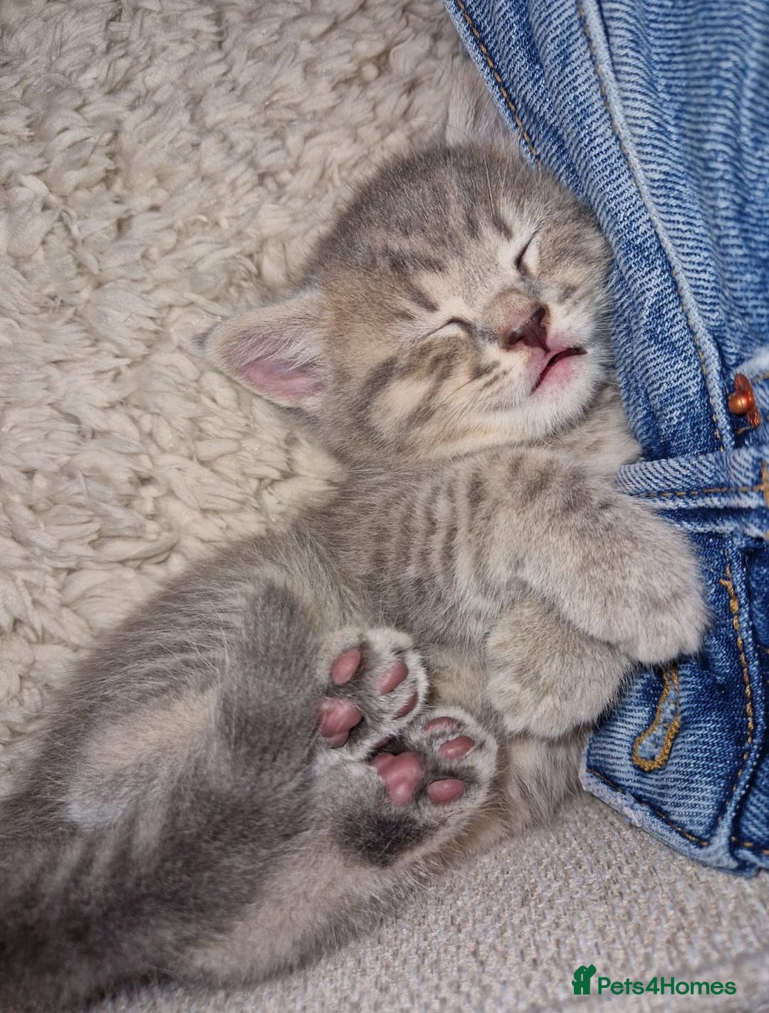 British Shorthair cats for sale: Beautiful Kittens- British Shorthair X Maine Coon - Advert 4