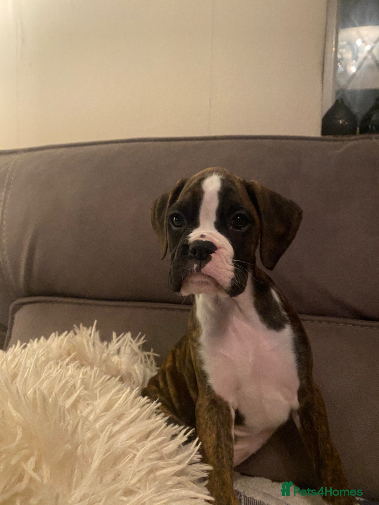 Boxer dogs KC Registered Boxer Puppies - health tested - Advert 2