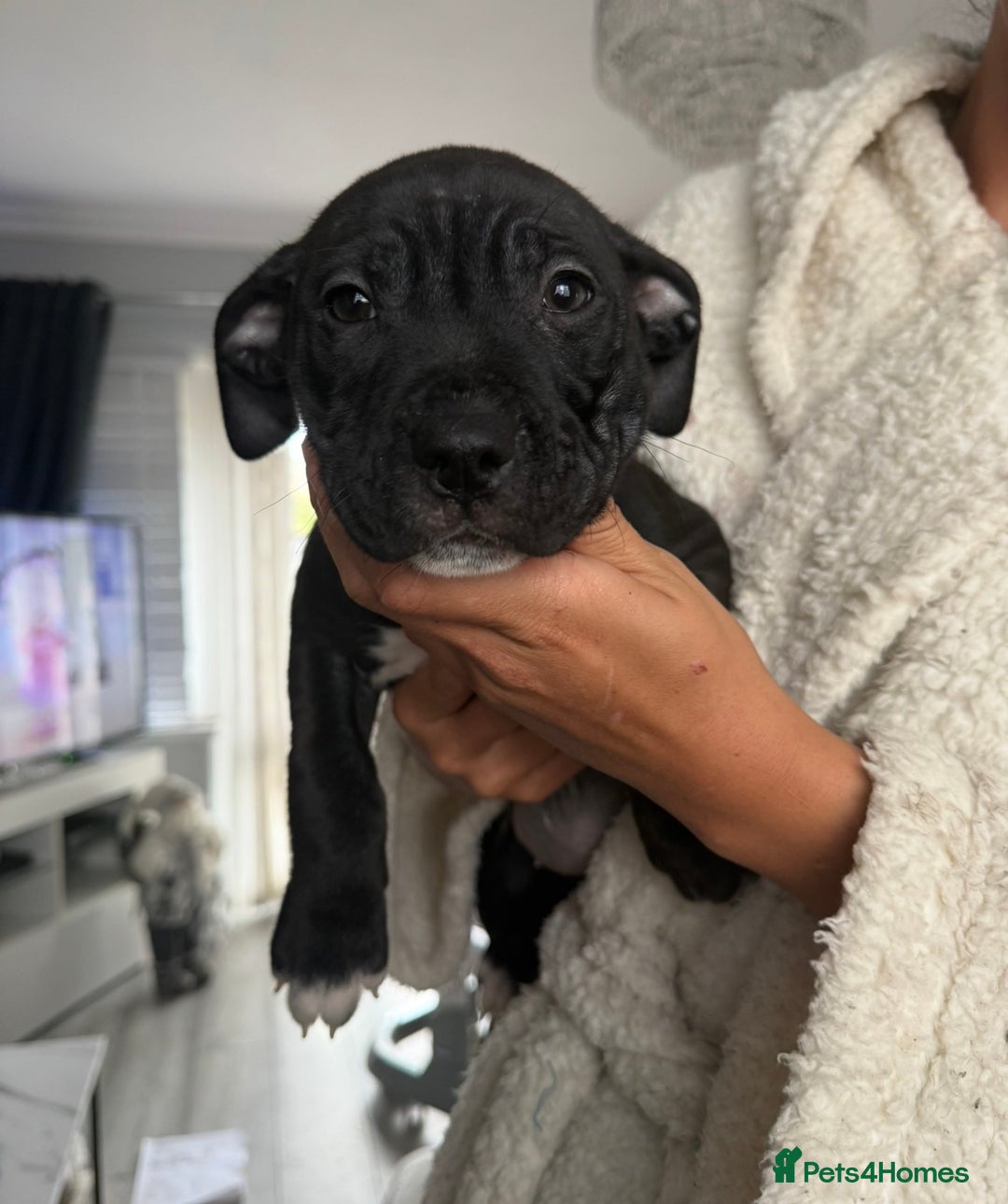 Mixed Breed dogs for sale: Beautiful cane corse/staff pup for sale  - Advert 2