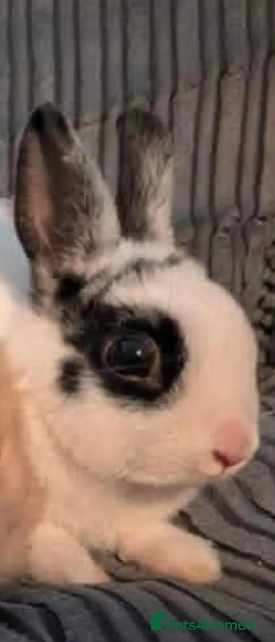 Netherland Dwarf rabbits for sale: Netherland Dwarfs  - Advert 2