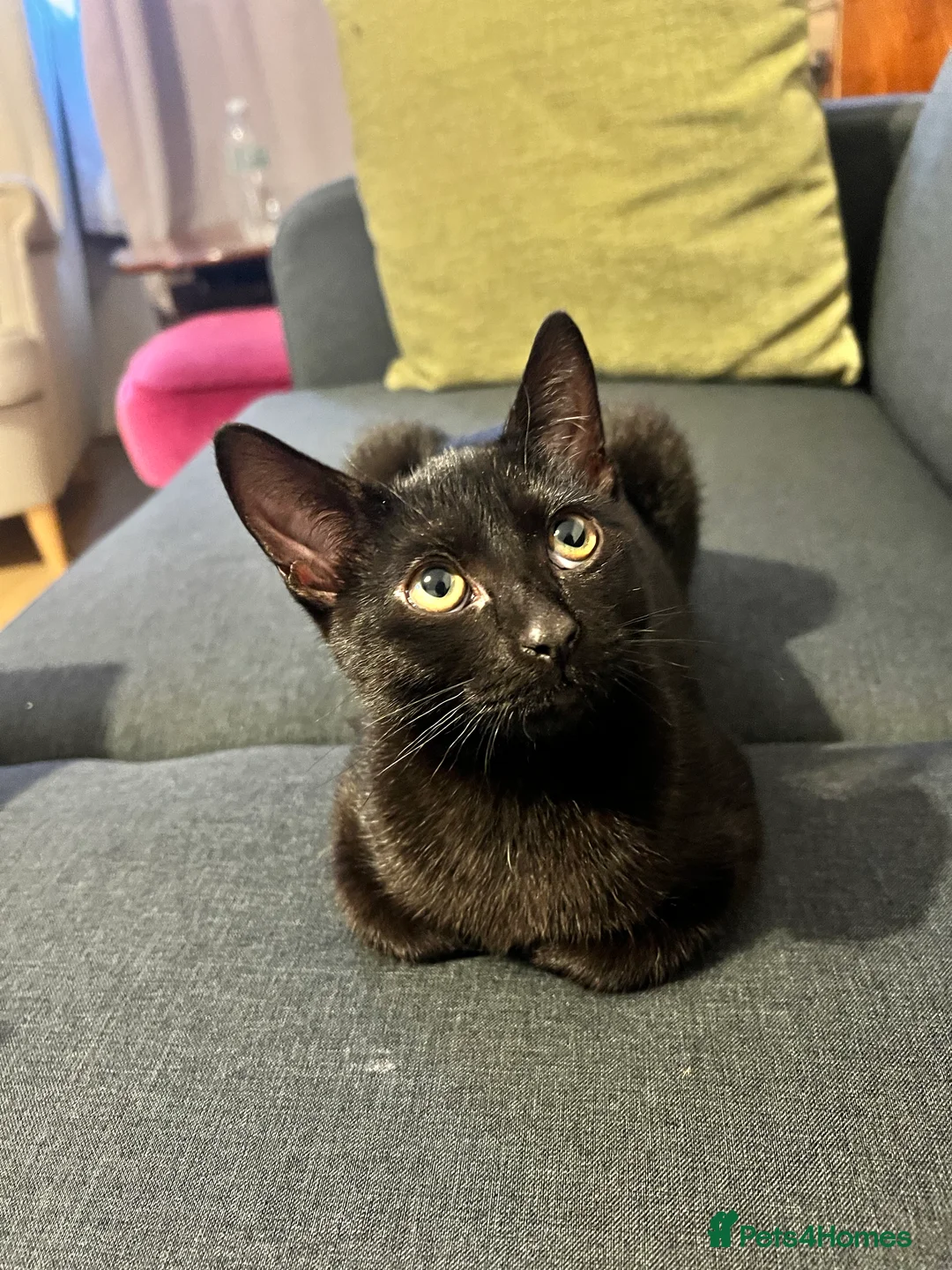 Russian Blue cats for sale: Russian Blue & British Short hair mixed cats in New Malden - Advert 7