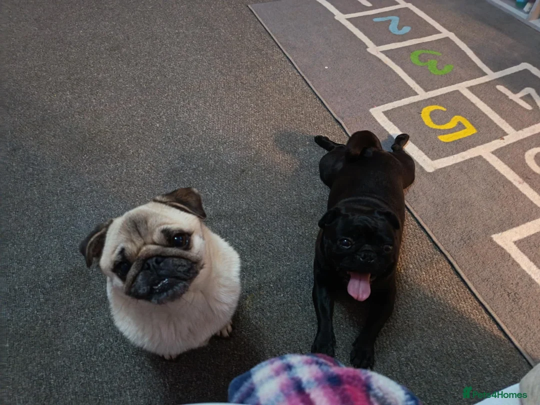 Pug dogs for sale: Arlo and Bella - Advert 2