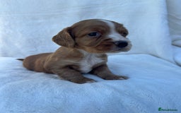 Cocker Spaniel dogs for sale: Beautiful kc registered cockerspaniel puppies  - Image 29