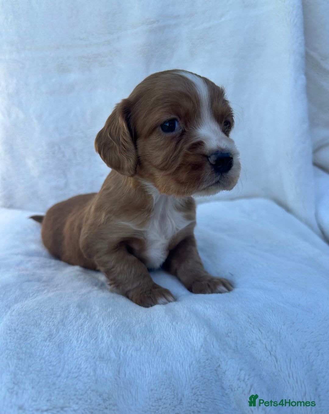 Cocker Spaniel dogs for sale: Beautiful kc registered cockerspaniel puppies  - Image 29