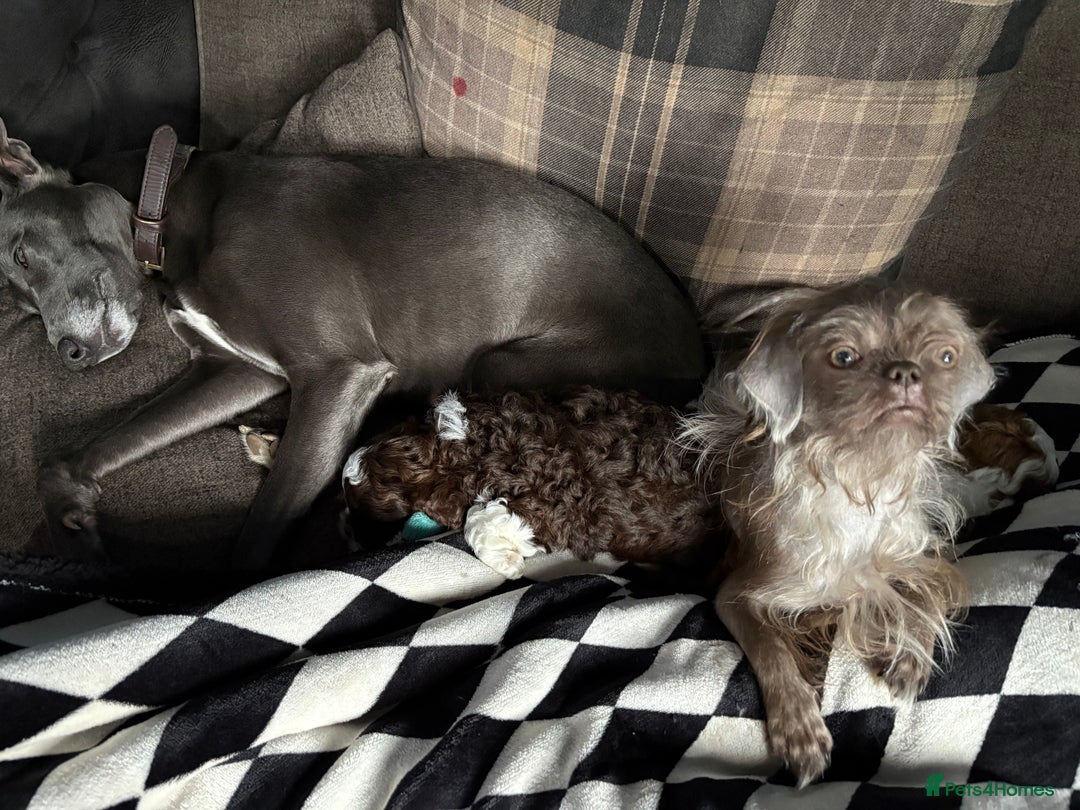Shihpoo dogs for sale: Adorable Shih Tzu x Toy Poodle (Shih-Poo) Puppies - Image 5