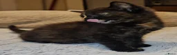Domestic Shorthair cats for adoption: Rescue tortoiseshell kitten needs home of her own  in Hook - Advert 7