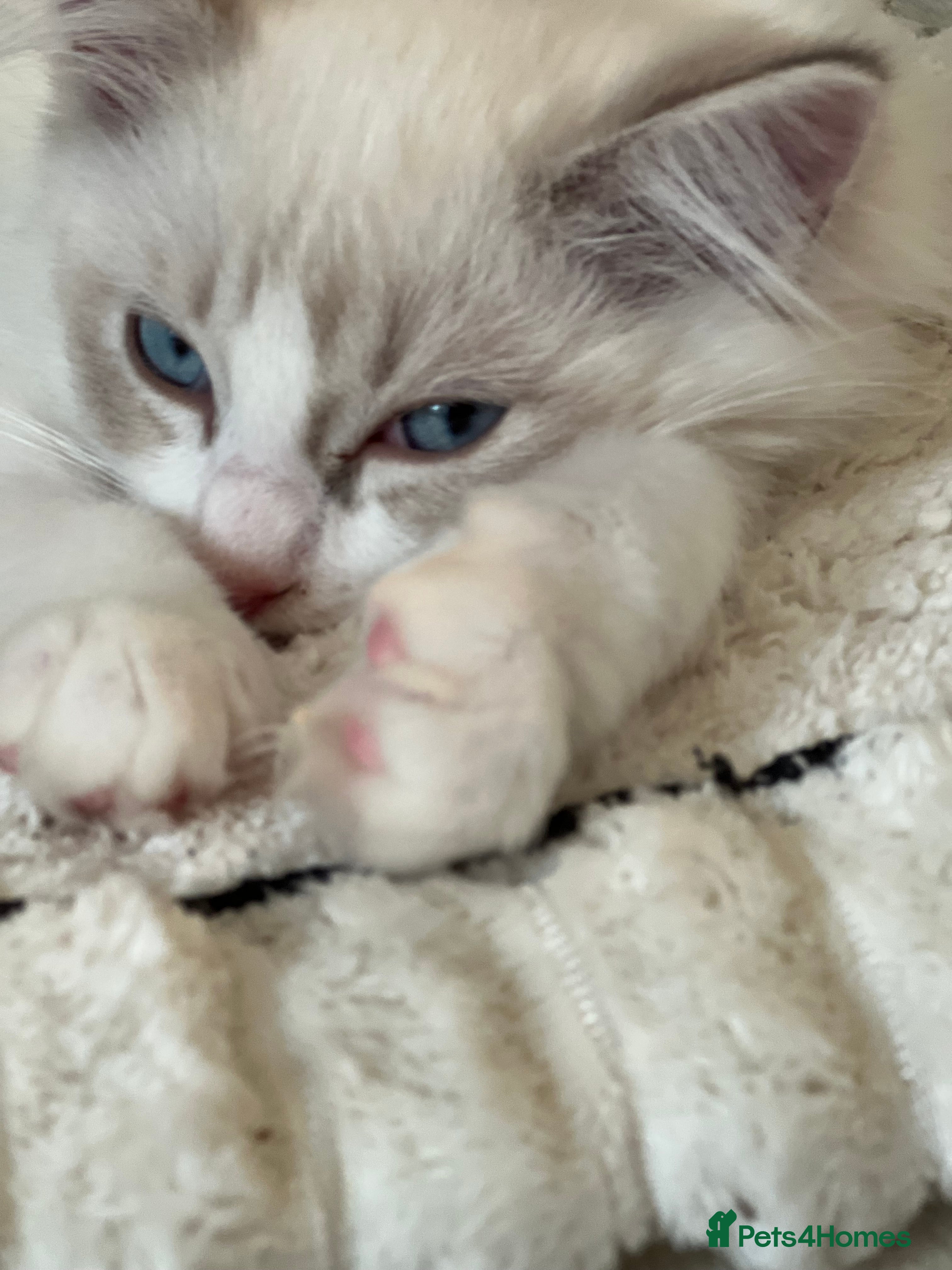 Ragdoll cats Pure ragdoll mitted blue/seal tortie kittens - Advert 2