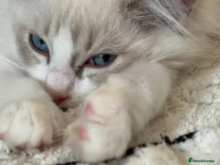 Ragdoll cats Pure ragdoll mitted blue/seal tortie kittens - Advert 6