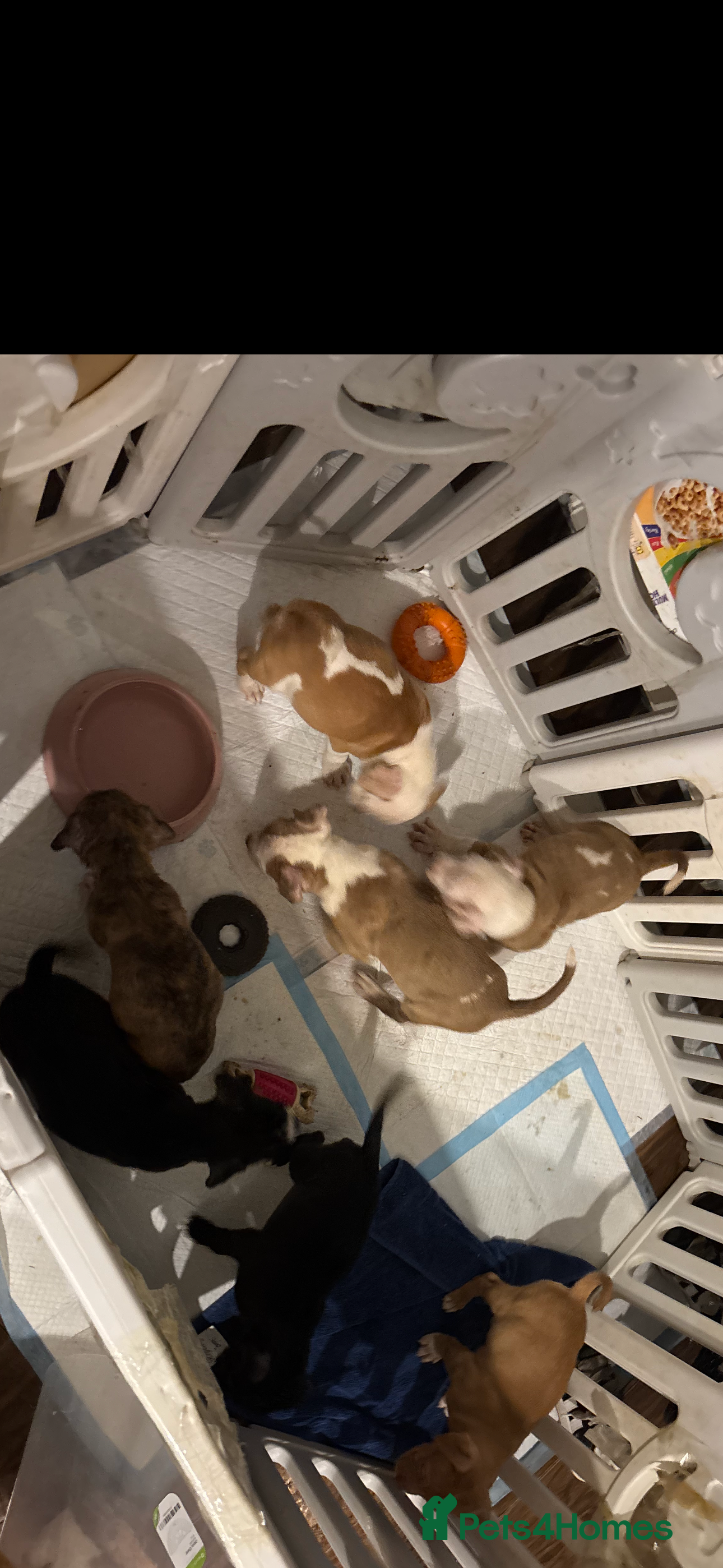 Mixed Breed dogs French mastiff cross pocket bully’s  - Advert 2