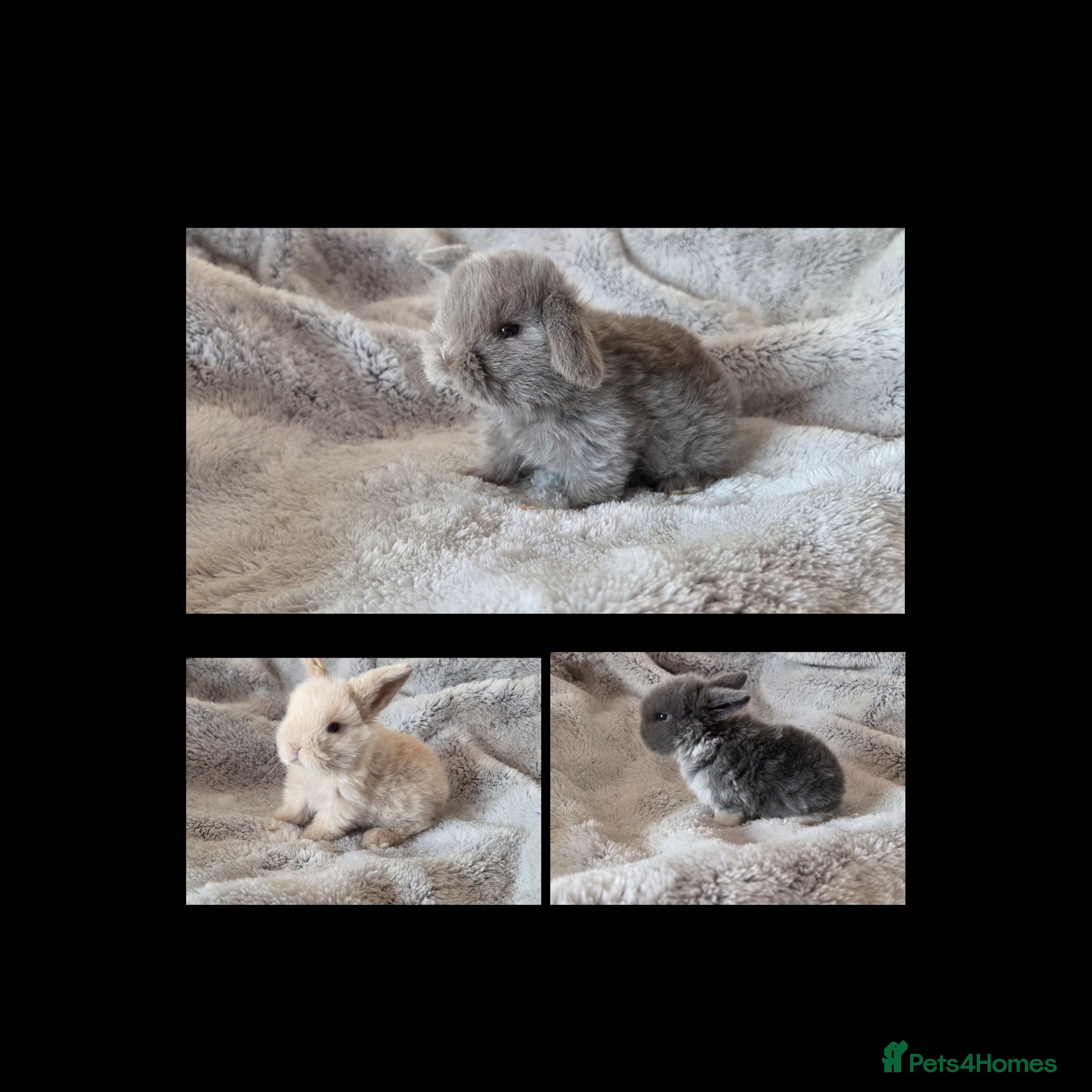 Mini Lop rabbits 3 left Mini lop  - Advert 13
