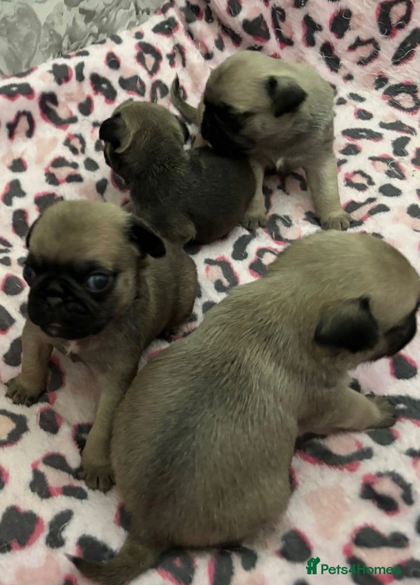 Pug dogs Only 2 Beautiful Pug Puppys For left for sale  - Advert 2