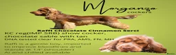 Cocker Spaniel dogs for stud: Show KC Cocker Spaniel Chocolate Sable at Stud - Advert 1