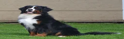 Bernese Mountain Dog dogs for sale: VERY SPECIAL GIRL LOOKING FOR VERY SPECIAL HOME - Advert 11