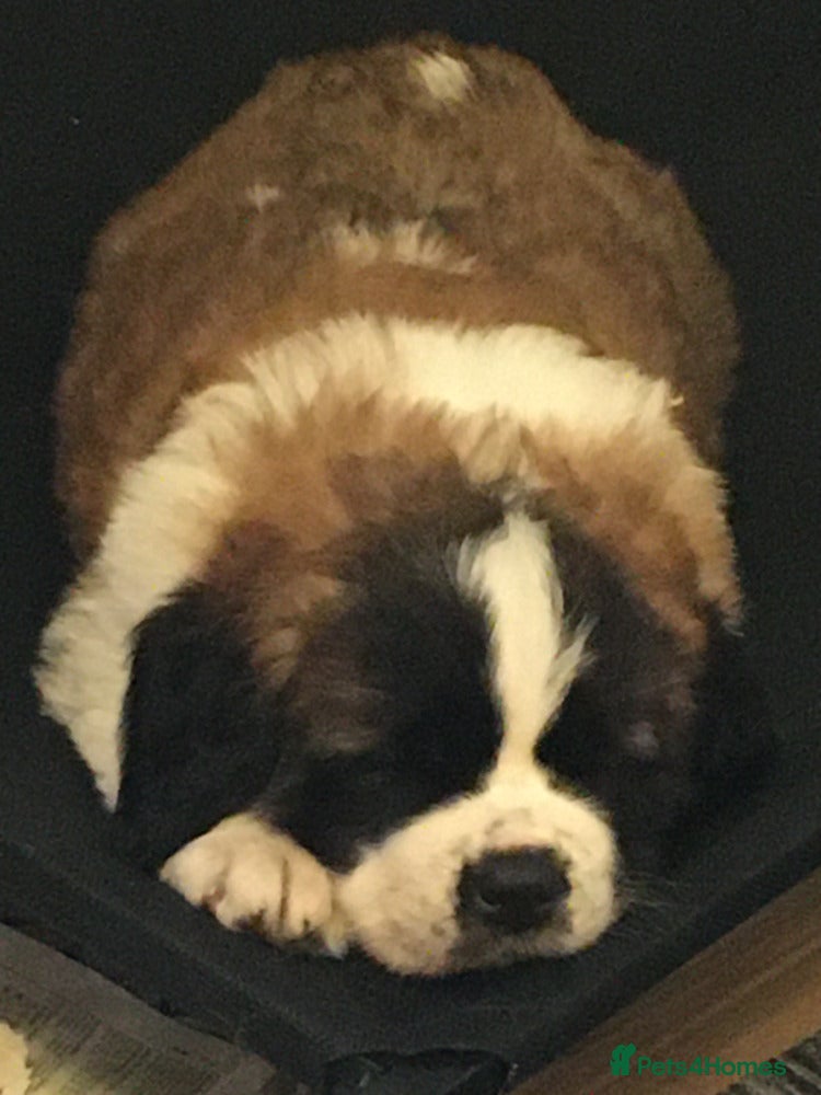 Saint Bernard dogs Health-tested line established 1990s. - Advert 3