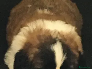 Saint Bernard dogs Health-tested line established 1990s. - Advert 3