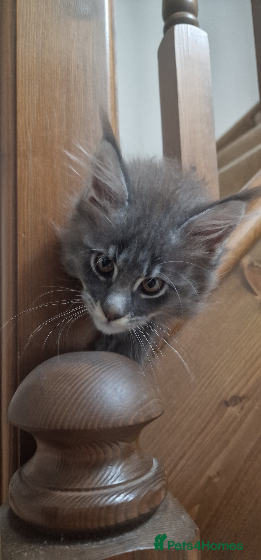Maine Coon cats for sale: 🐾 Three Majestic Pedigree Maine Coon Kittens! 🏡 - Advert 25
