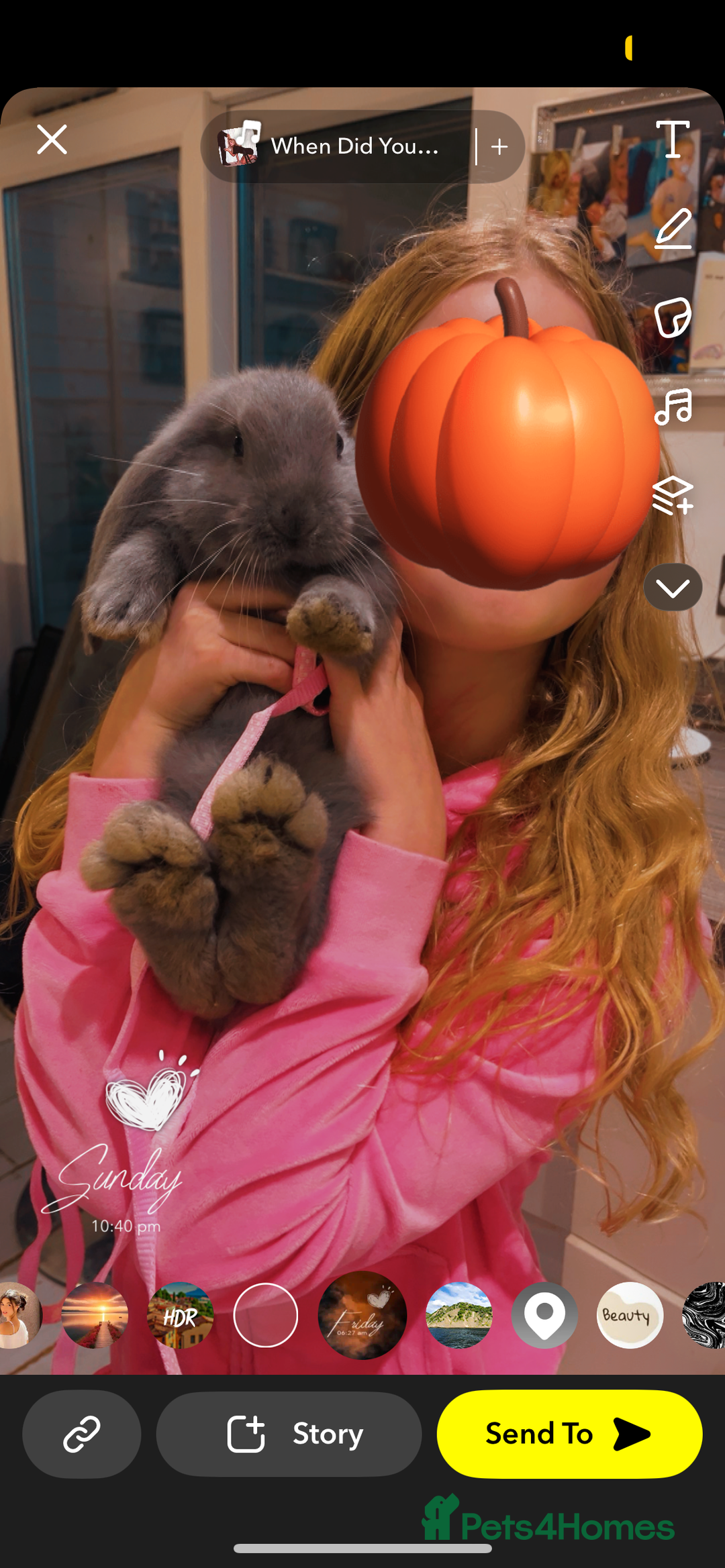 French Lop rabbits for sale: Giant French lop rabbits  - Image 16