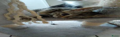 Domestic Shorthair 2