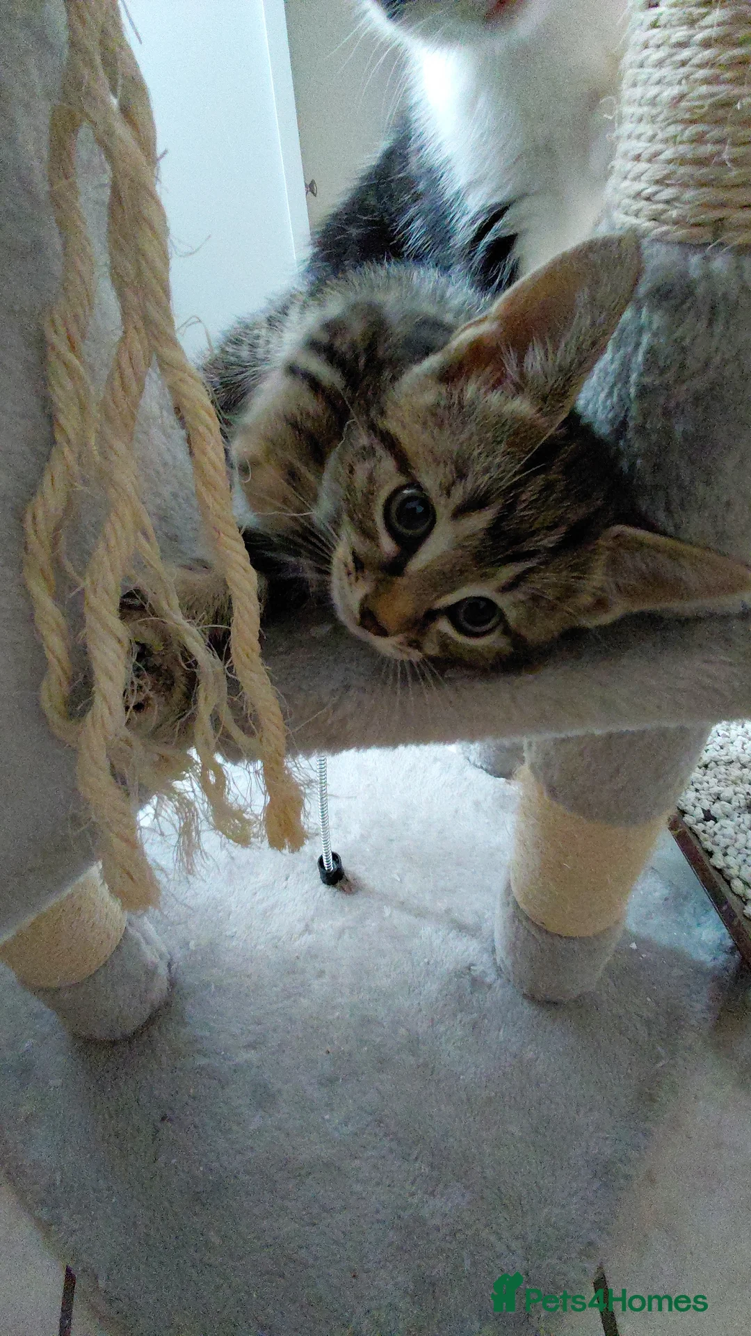 Domestic Shorthair cats for sale: 2 beautiful kittens  - Advert 2