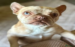 French Bulldog dogs for sale: French Bulldog for sad rehoming - Image 1