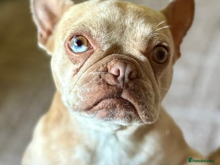 French Bulldog dogs for sale - Advert 1