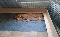 Labrador Retriever dogs for sale: Stunning KC registered labrador puppies in Hawick - Image 6