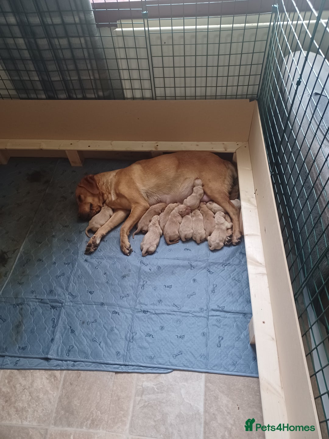 Labrador Retriever dogs for sale: Stunning KC registered labrador puppies in Hawick - Image 6