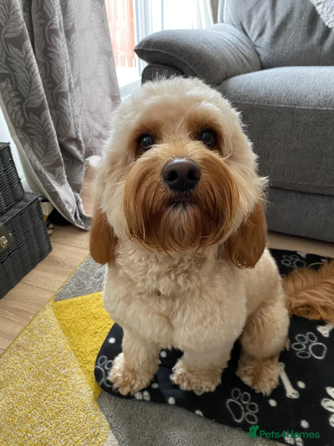 Cockapoo dogs for stud: Cockapoo stud in Durham - Advert 18