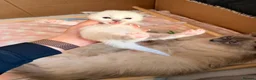 Ragdoll cats for sale: Gorgeous Blue Point Ragdoll Kittens Available  in Derby - Advert 15