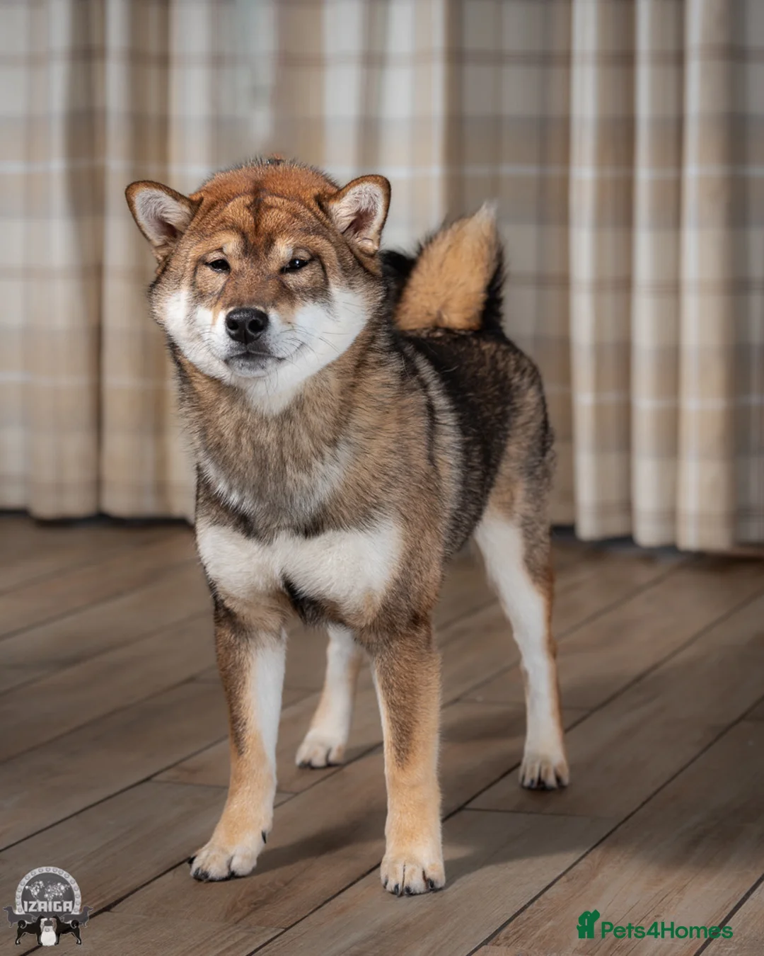 Gallery Image {{count}}