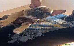 French Bulldog dogs for sale: 🚨🚨adorable Frenchie pups, cheapest prices 🚨🚨 - Image 37