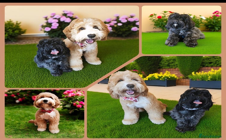 Australian Labradoodle dogs in Leicester - Advert 6