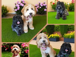 Australian Labradoodle dogs in Leicester - Advert 4