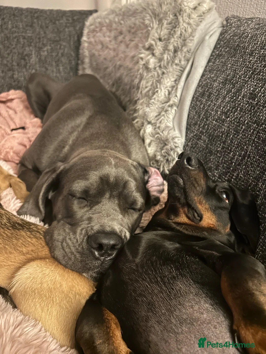 Cane Corso dogs for sale: Cane Corso  - Advert 2