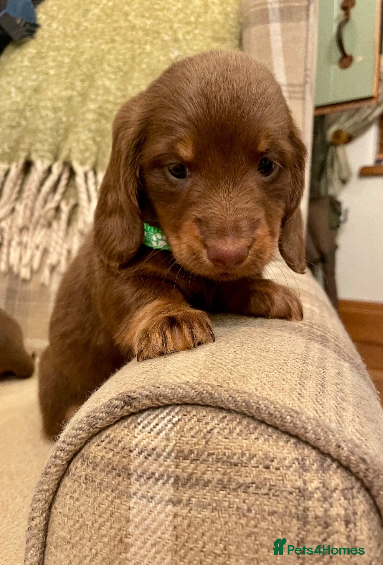 Miniature Dachshund dogs KC reg small Mini Dachshund puppies - Advert 2